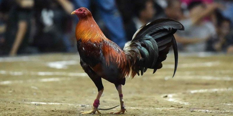 ÄÃ¡ gÃ  Campuchia cá»±a dao