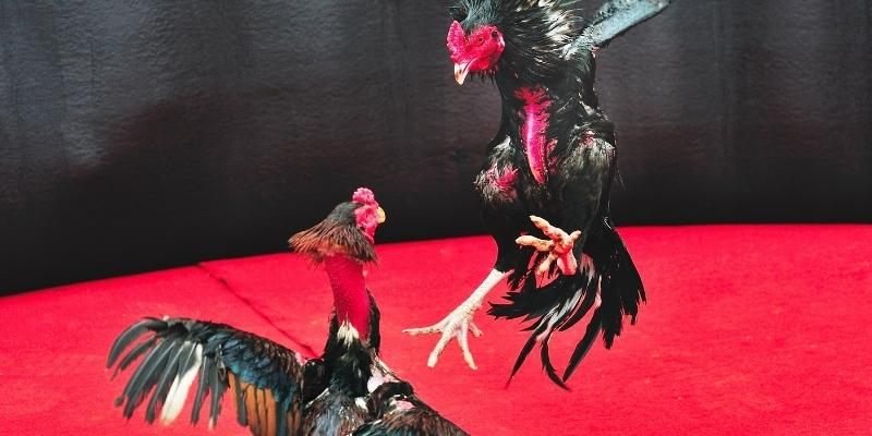 ÄÃ¡ gÃ  nÃ²i cá»• Ä‘iá»ƒn