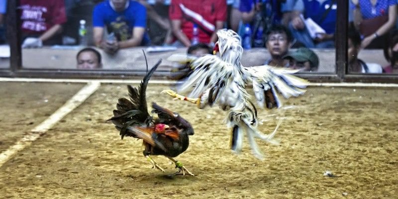 HÃ¬nh thá»©c Ä‘Ã¡ gÃ  Thomo ráº¥t Ä‘Æ°á»£c Æ°a chuá»™ngÂ 
