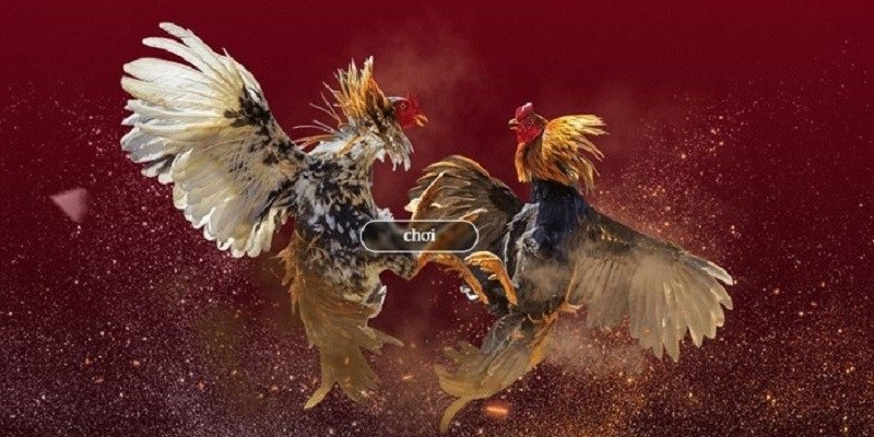 ÄÃ¡ gÃ  trá»±c tiáº¿p háº¥p dáº«n ngÆ°á»i chÆ¡i