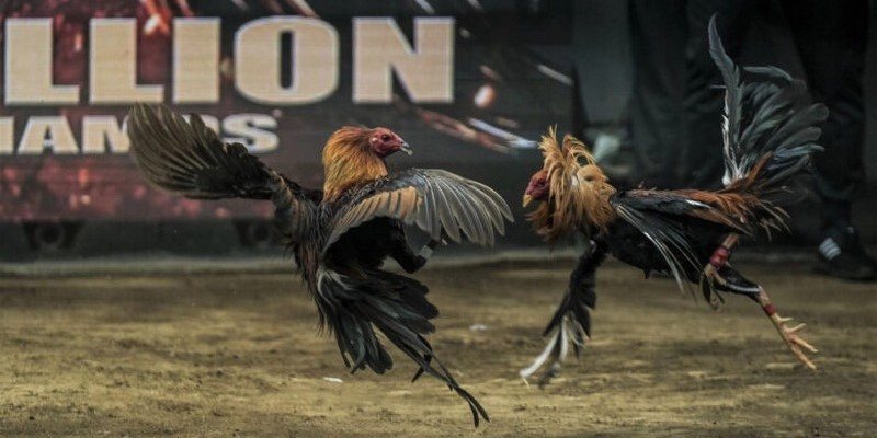 HÃ¬nh thá»©c ÄÃ¡ GÃ  Thomo háº¥p dáº«n ngÆ°á»i chÆ¡i