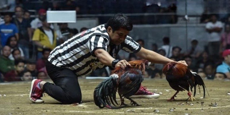 Quy trình tổ chức tráºn đá gà Philippin