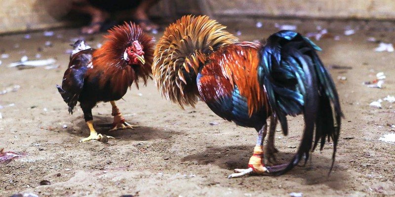 Video Ä‘Ã¡ gÃ  trá»±c tiáº¿p sáº¯c nÃ©t, rÃµ rÃ ng