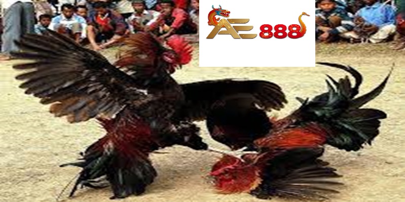 Chơi đá gà thomo ae888 Chơi đá gà thomo ae888
