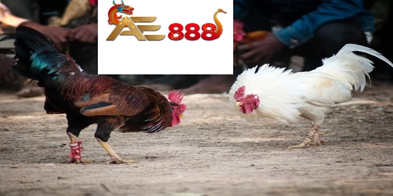 Hướng dẫn tham gia xem đá gà