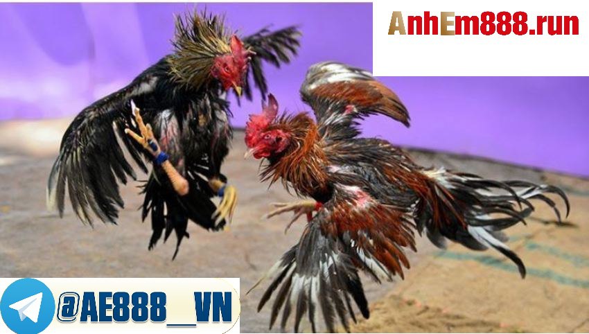 Trực tiếp đá gà hấp dẫn người xem Trực tiếp đá gà hấp dẫn người xem