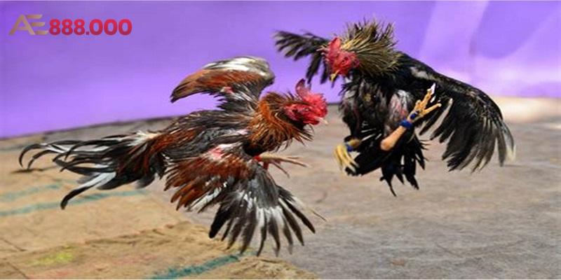 Đá gà cựa sắt uy tín tại Anhem888