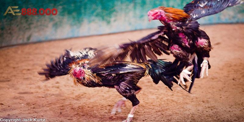 Lời khuyên của các chuyên gia đá gà cựa sắt Lời khuyên của các chuyên gia đá gà cựa sắt