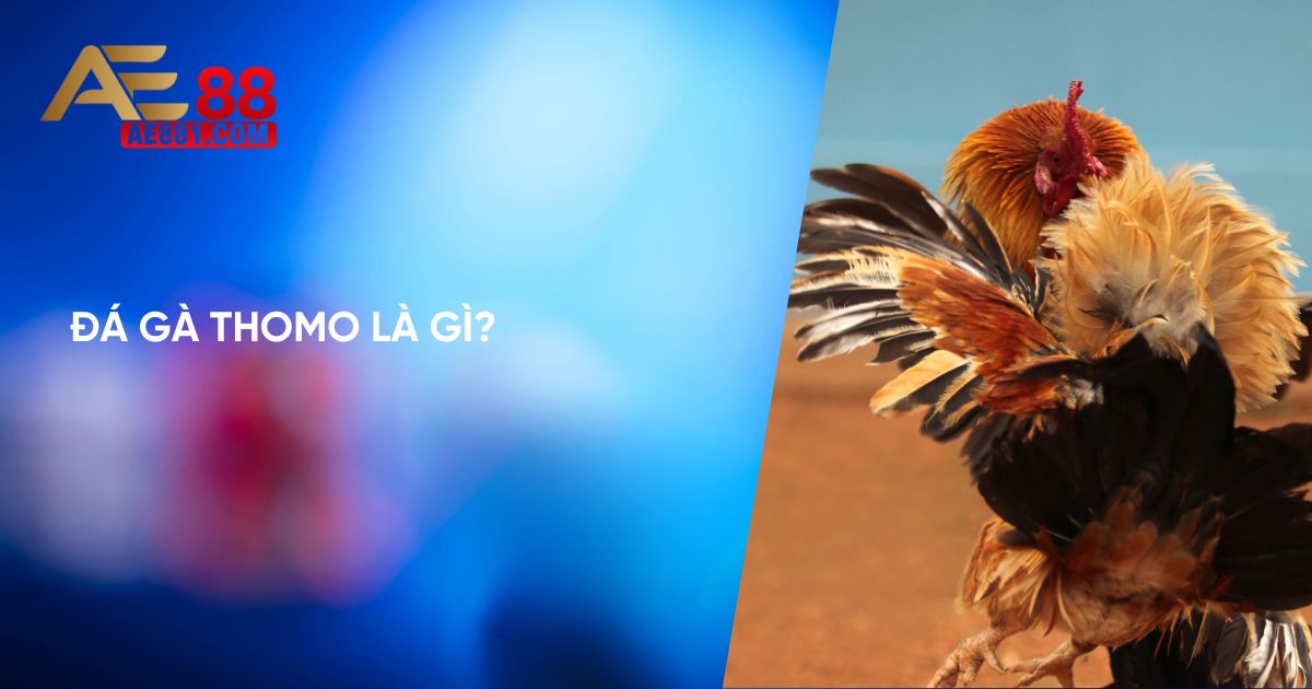 Tìm hiểu về đá gà Thomo tại Ae888 là gì?