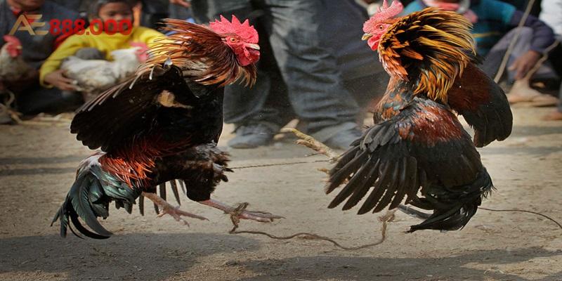 Thế gà đá đòn độc