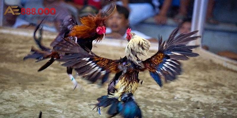 Đá gà tại nhà cái Anhem888 uy tin Đá gà tại nhà cái Anhem888 uy tin