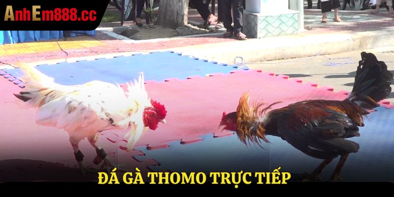 Đá gà Thomo trực tiếp