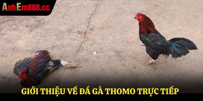 Giới thiệu về đá gà thomo trực tiếp