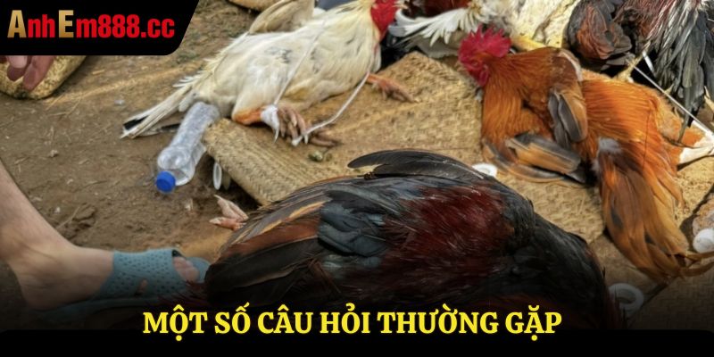 Một số câu hỏi thường gặp về đá gà thomo trực tiếp