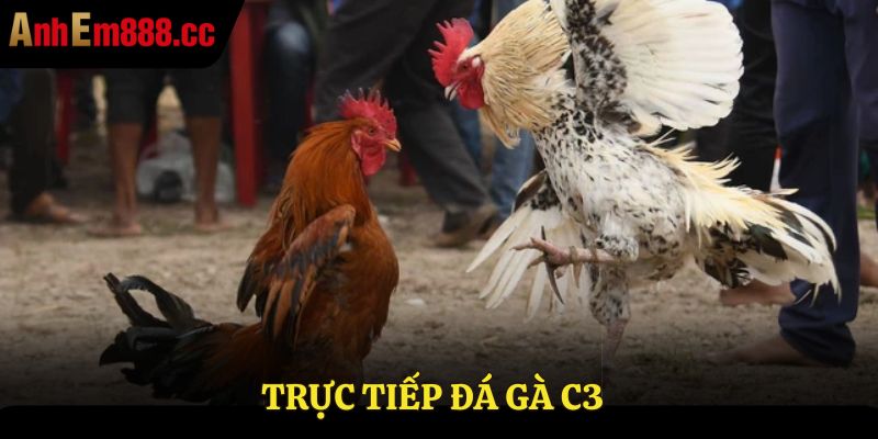 Trực tiếp đá gà C3